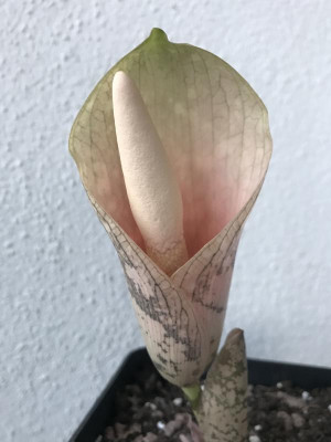 Amorphophallus bulbifer 05-2017.jpg