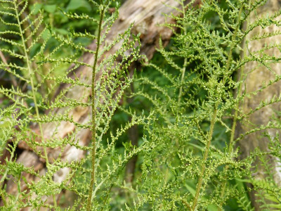 2017-06-03 Farne Dryopteris filix-mas 'Linearis Polydactyla'.jpg