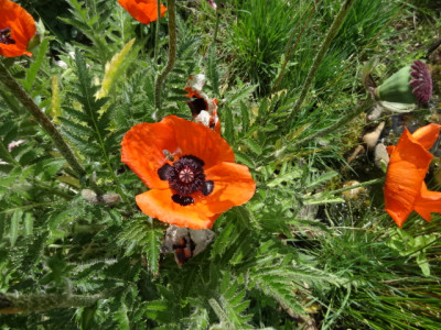 st.mohn.JPG