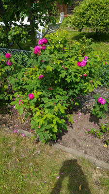 20170605_122033.jpg