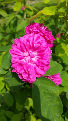 20170605_122047.jpg