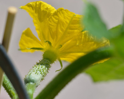 DSC_7466-Gurkenblüte_006.JPG