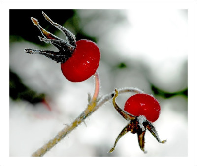 Rosa_Canina_Hagebutten_Frost_2_24-12-2006.jpg