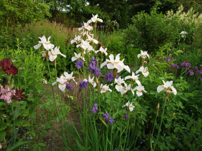 Iris sib..JPG
