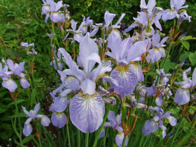 Iris sibirica.JPG