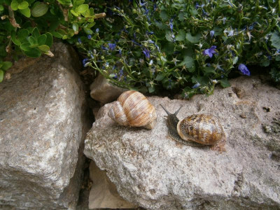 Schnecken 004.JPG
