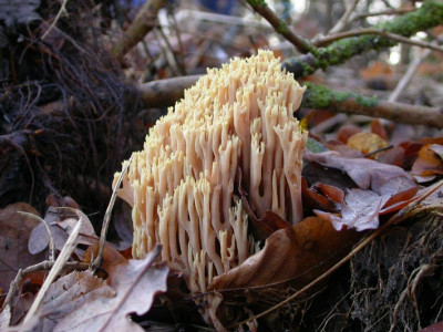 Ramaria_stricta.jpg