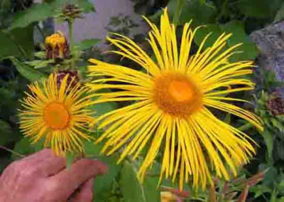 Inula_magnifica_helenium.jpg