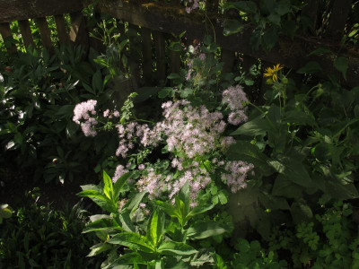 thalictrum.img.JPG