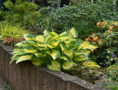 Hosta-OrangeMarmelade.17-1.jpg