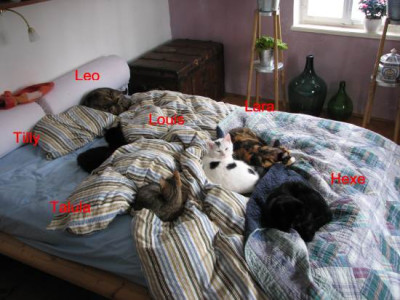 katzenbett.jpg