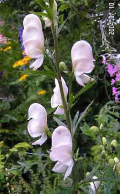 Aconitum_napellus_wei.jpg