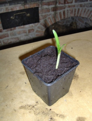 Galanthus_onbekend_2006_klein.JPG
