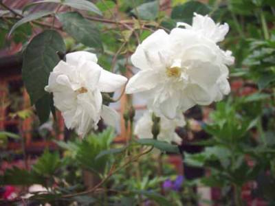 Jeanne_d_Arc_Blueten_8_06_Kopie.jpg