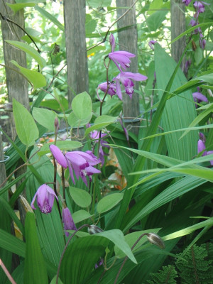 bletilla striata.JPG