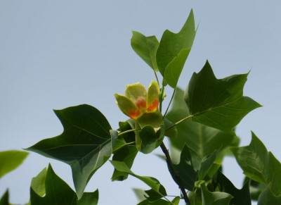 2017-06-05 Liriodendron tulipifera.jpg