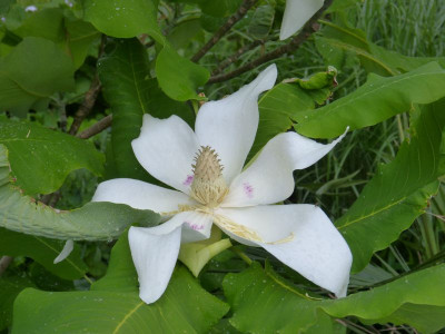 2017-06-05 Magnolia macrophylla 'Ashei'.jpg