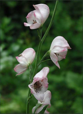 Aconitum.JPG