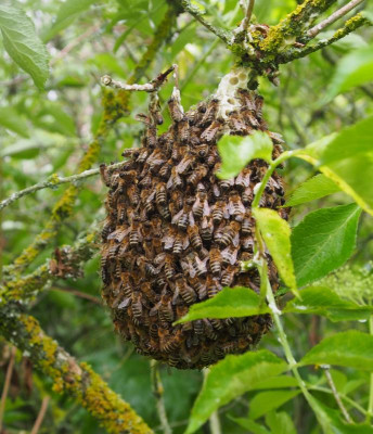 Bienen-Kleinstaat.jpg