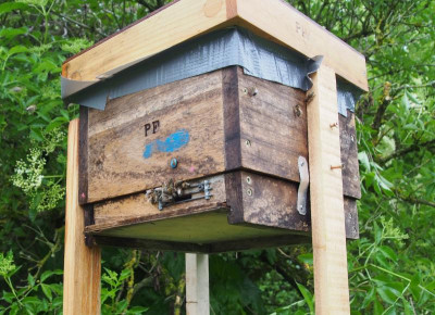 Bienen-Kleinstaat-Umsiedlung.jpg