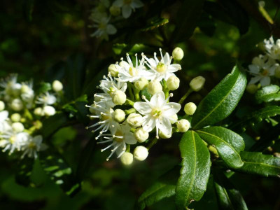 P1020075.JPG