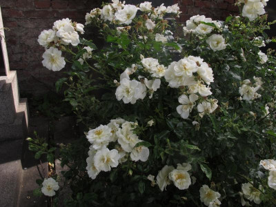 friedhofrose.img.JPG