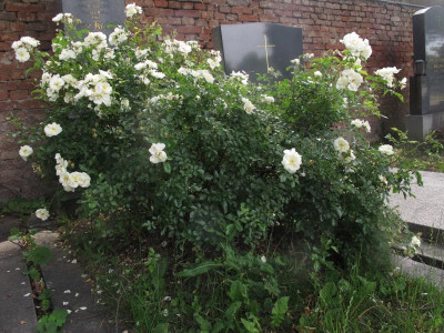 friedhofsrose1.img.JPG