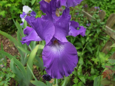 2017_0606IrisimJuni0005.jpg