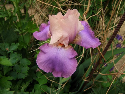 2017_0606IrisimJuni0009.jpg