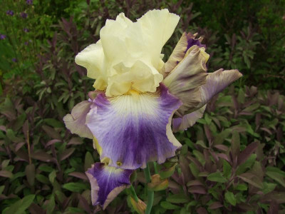 2017_0606IrisimJuni0027.jpg
