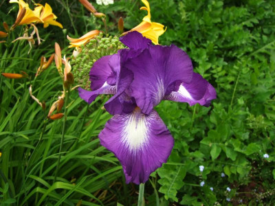 2017_0606IrisimJuni0023.jpg