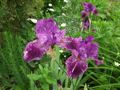 2017_0606IrisimJuni0024.JPG