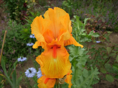 2017_0606IrisimJuni0036.JPG