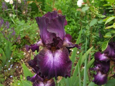2017_0606IrisimJuni0039.JPG
