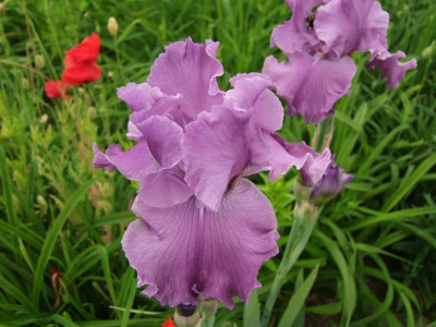 2017_0606IrisimJuni0045.JPG