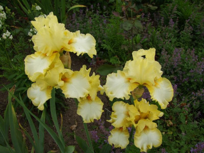 2017_0606IrisimJuni0064.JPG