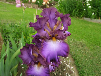 2017_0606IrisimJuni0057.JPG
