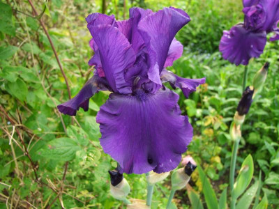 2017_0605IrisRosen0011.JPG