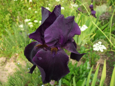 2017_0605IrisRosen0015.JPG