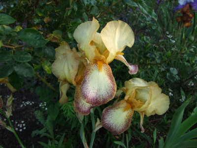 2017_0605IrisRosen0276.JPG