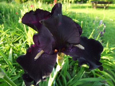 2017_0605IrisRosen0205.JPG