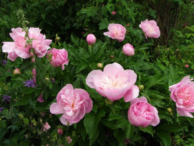 2017_0606IrisimJuni0081.jpg