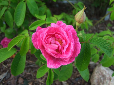 2017_0605IrisRosen0230.JPG