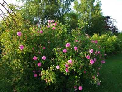 2017_0605IrisRosen0250.JPG