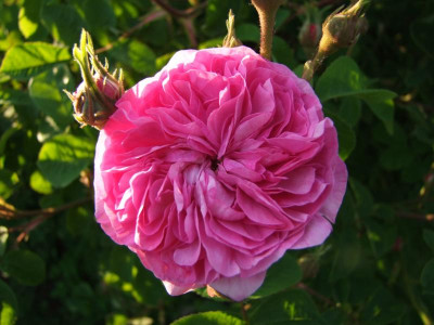 2017_0605IrisRosen0252.JPG