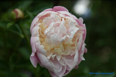 comp_DSC06459.jpg