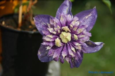 comp_DSC06458.jpg
