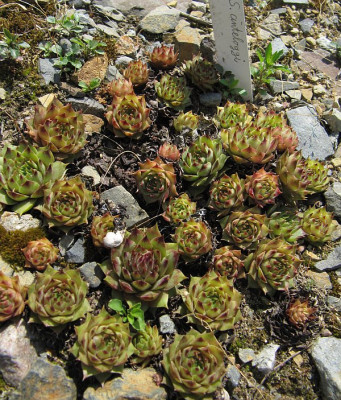 IMG_0097_Sempervivum_cinteloggi_6Juni2017_.jpg