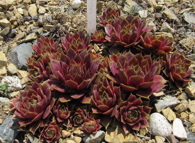 IMG_0100_Sempervivum_Weinkoenigin_6Juni2017_.jpg