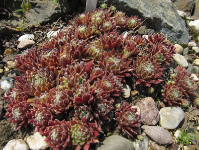IMG_0103_Sempervivum_Tommella_6Juni2017_.jpg
